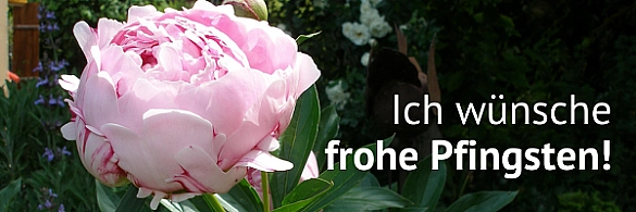 Pfingstrose in rosé - mit dem Satz Ich wünsche frohe Pfingsten!